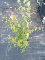 Japanischer Kuchenbaun / Lebkuchenbaum / Cercidiphyllum Nordrhein-Westfalen - Bocholt Vorschau