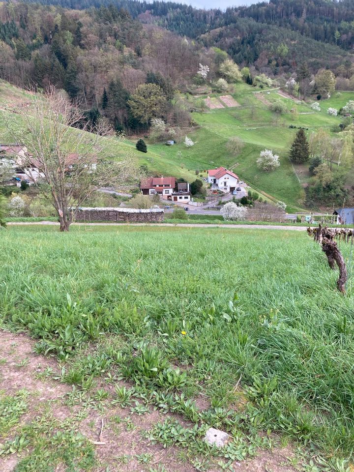 Landwirtschaftliche Fläche zum Verpachten in Bühlertal