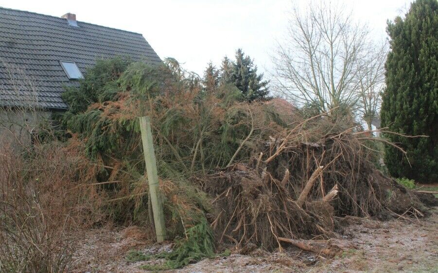 Baum-Gutachten, Baumkontrolle, Verkehrssicherheitsgutachten in Wiesenburg/Mark