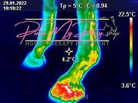 Wärmebildkamera Thermografie Pferd Hund mieten | leihen | ausleihen | Verleih | Vermietung | 0€ Kaution | Gratis Versand Hessen - Ortenberg Vorschau