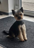 Hundesalon38 / auch für Welpen und Katzen Friseur/Goomer Niedersachsen - Wolfsburg Vorschau