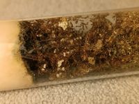 Diverse Ameisenarten zu verkaufen Berlin - Dahlem Vorschau