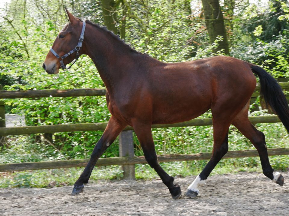 Freizeitpferd, Youngster, Brauner in Dorsten