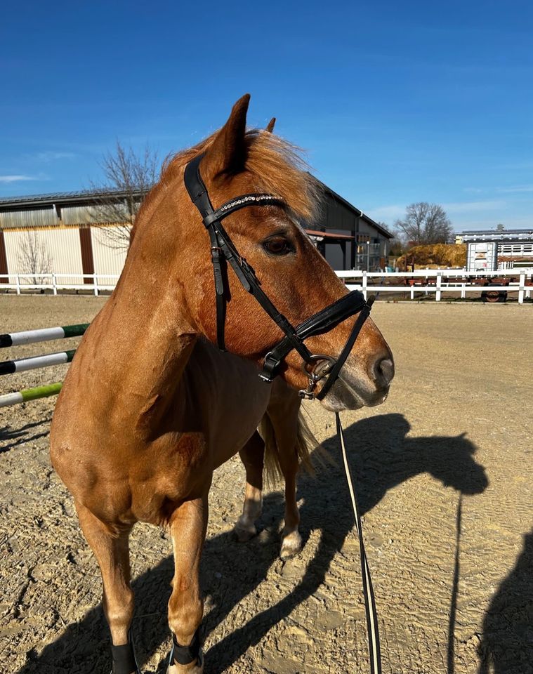 Pony-Wallach * 17 Jahre * ca. 1,35m in Waldbrunn