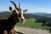 Ziegen-Wanderung Sachsen - Rathen Vorschau