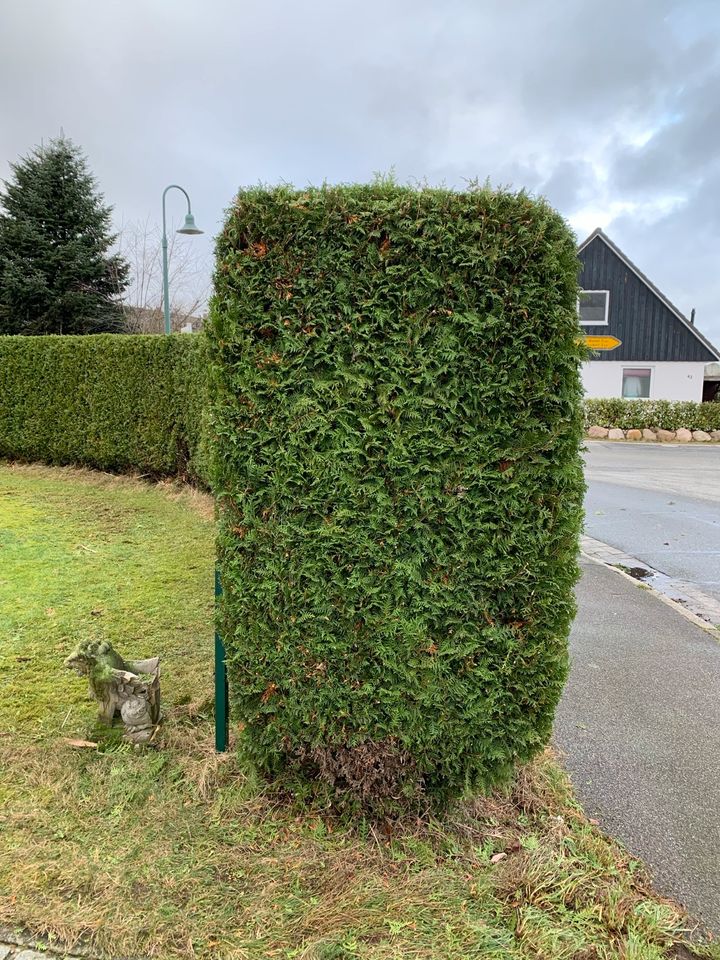 Der Frühling kommt, Hecke, Rasen, Unkraut , Terrasse Gartenarbeit in Flintbek