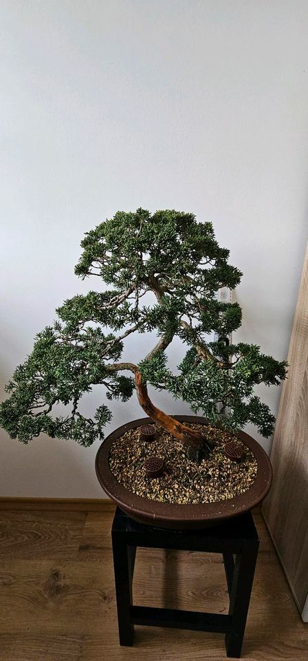 Chinesischer Wacholder Bonsai 40jahre  Juniperus chinensis in Sulzemoos