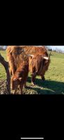 Highland Cattle Rinder Herdbuch A Bio Schleswig-Holstein - Travenbrück Vorschau