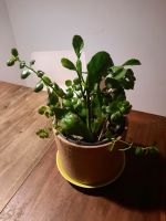 Pflegeleichte Zimmerpflanzen: Aloe Vera, Kakteen u. a. Rheinland-Pfalz - Siefersheim Vorschau