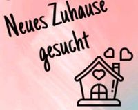 Freundliches Pärchen sucht 4 Zimmer Wohnung in Chieming-Seebruck Bayern - Prien Vorschau