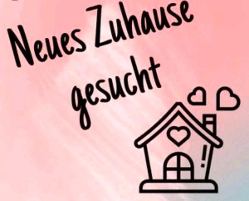 Freundliches Pärchen sucht 4 Zimmer Wohnung in Chieming-Seebruck in Prien