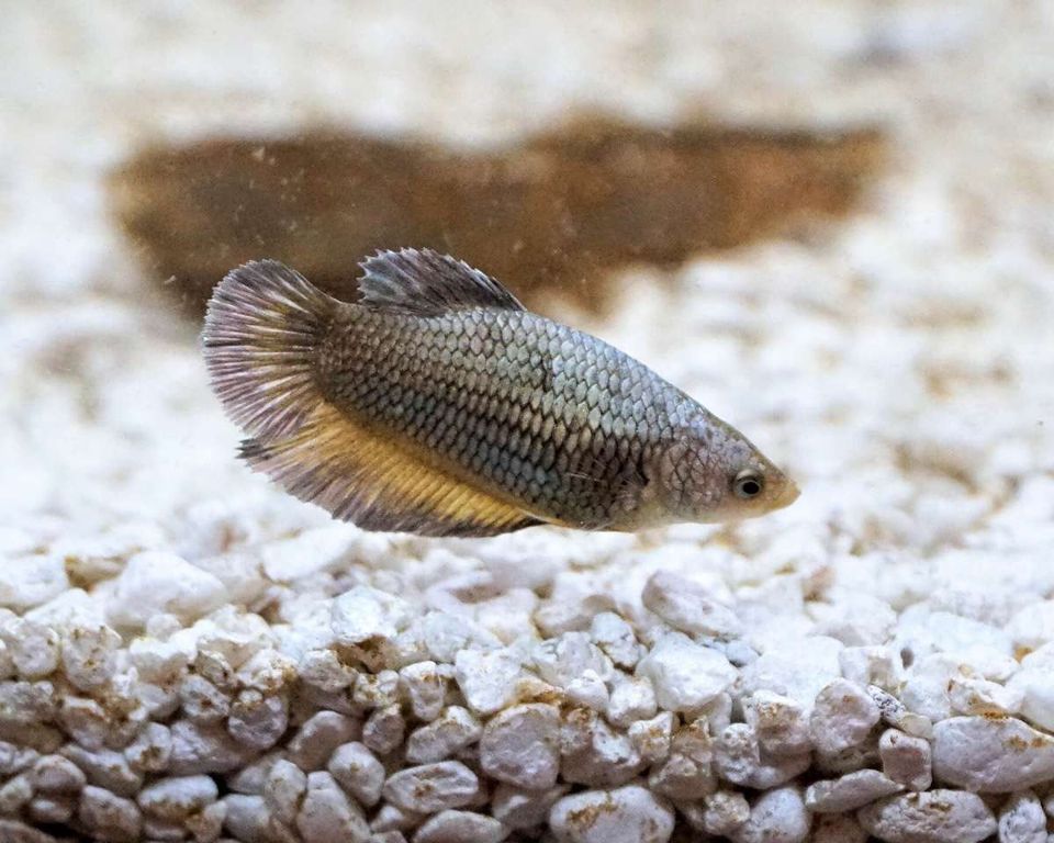 3 Betta fische in Buchholz in der Nordheide