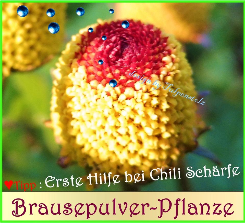 ♥ Schwarze Chili Hungarian Black 10 Samen,Rarität,Garten,Seeds in Hamburg