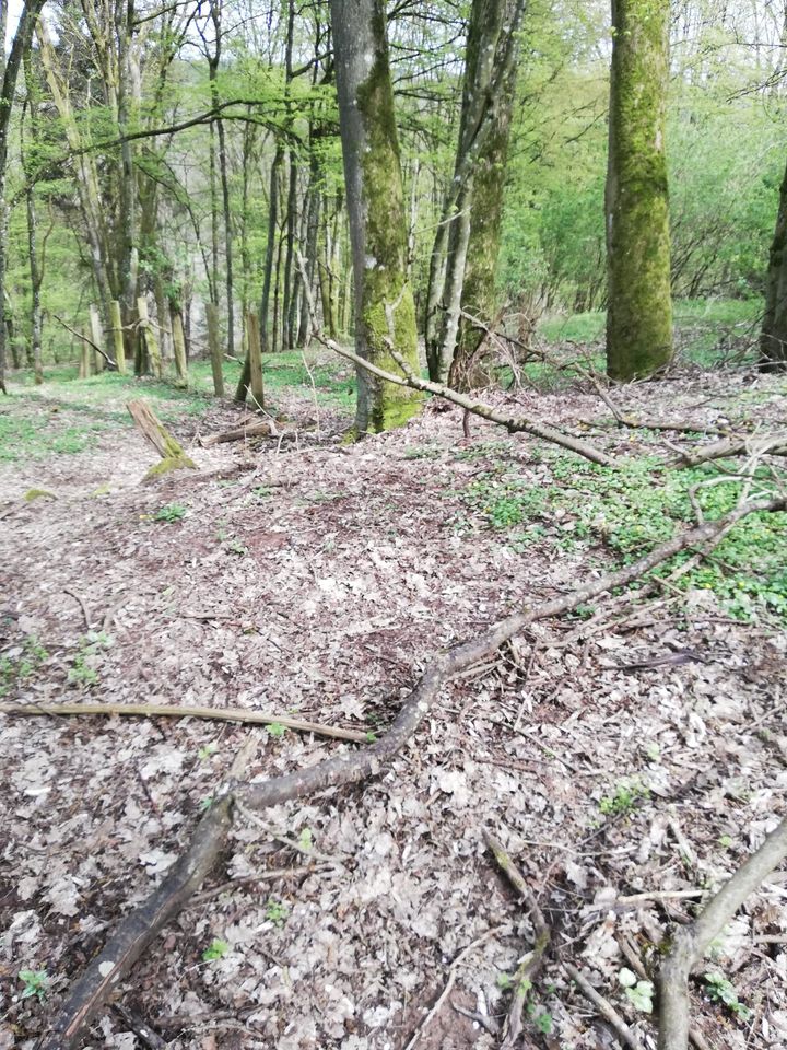 Waldgrundstück mit genehmigten Hütten. 2660 qm. In Vinningen, in
