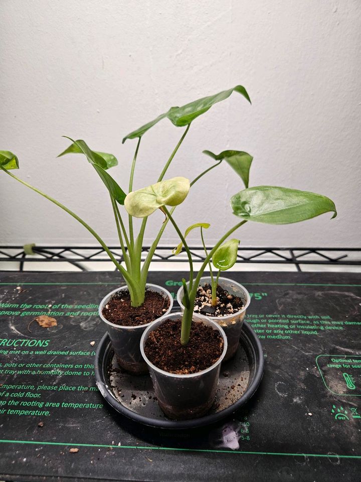 Alocasia Cuculata Babypflanzen in Mainleus