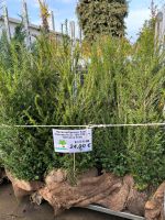 Gemeine Eibe Heckenpflanzen Taxus baccata Nordrhein-Westfalen - Simmerath Vorschau