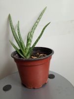 Aloe Vera pflanze Ableger Baden-Württemberg - Pfinztal Vorschau