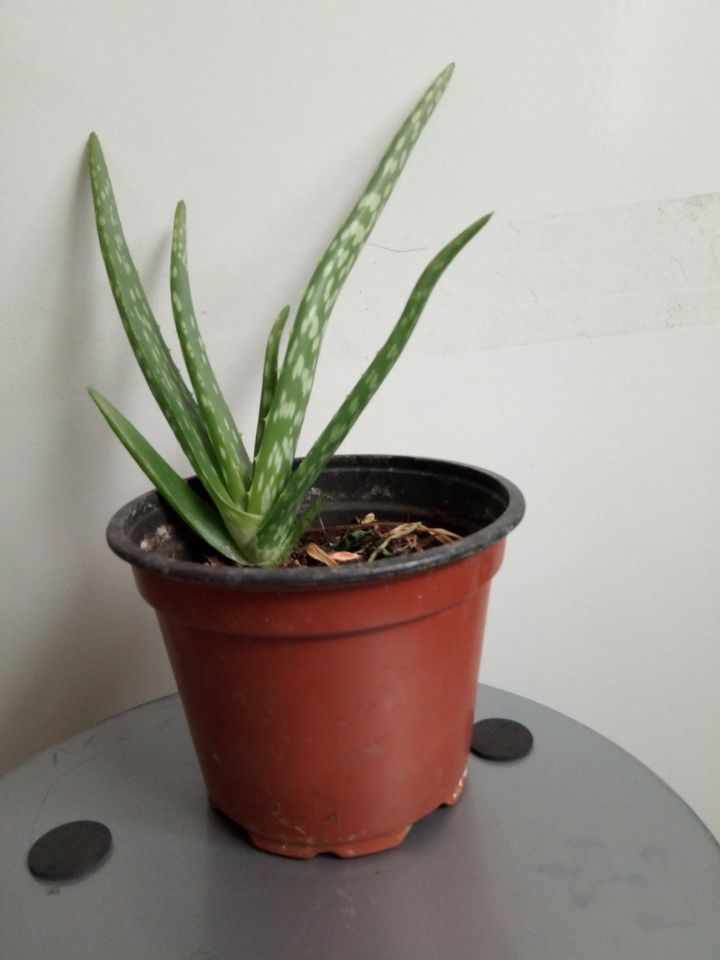 Aloe Vera pflanze Ableger in Pfinztal