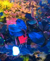 New ⭐❤ SHINE BLUE ❤⭐ super Rare Bucephalandra Aquarium Garnelen Freiburg im Breisgau - March Vorschau