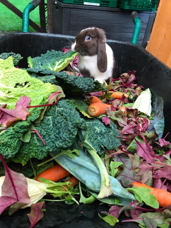 Mini Lops/Zwergwidder Kaninchen aus erfahrener, seriöser Zucht in Steinhagen