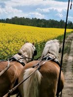 Fahrpferd, Gespann, Haflinger, Stuten gefahren Brandenburg - Herzfelde Vorschau