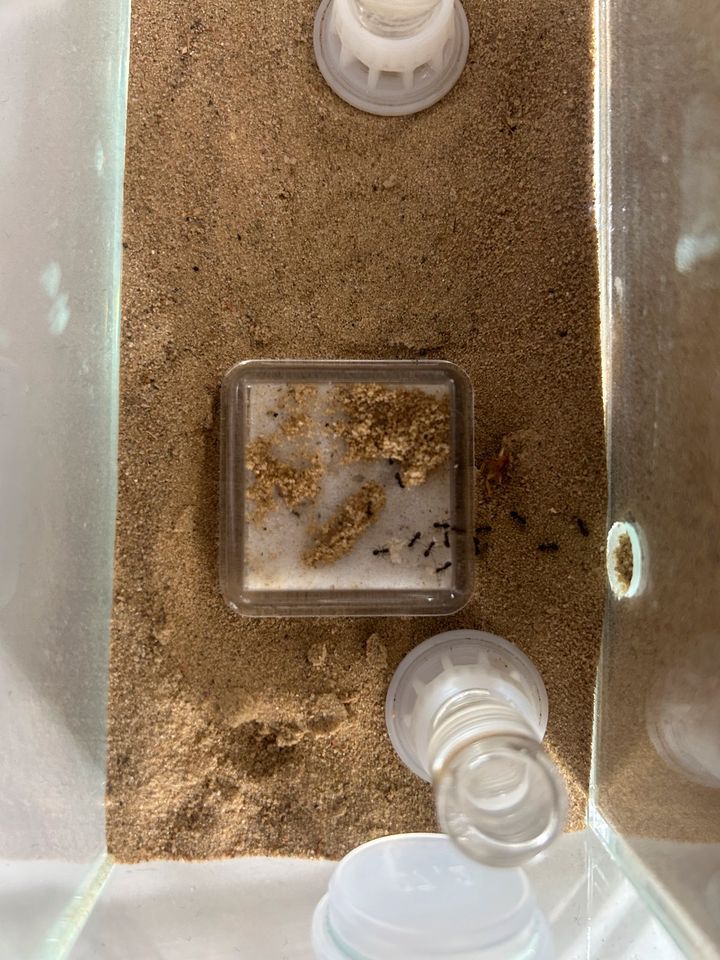 Ameisenfarm: Formicarium inkl. Nest und Lasius Niger Kolonie in Wolfsburg