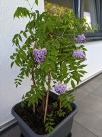 American wisteria Nordrhein-Westfalen - Hagen Vorschau