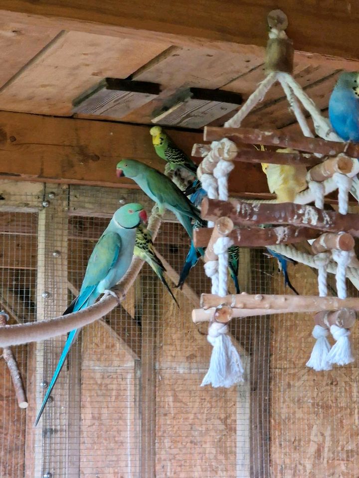 Paar Große Sittiche Papagei Vogel Vögel in Leopoldshöhe