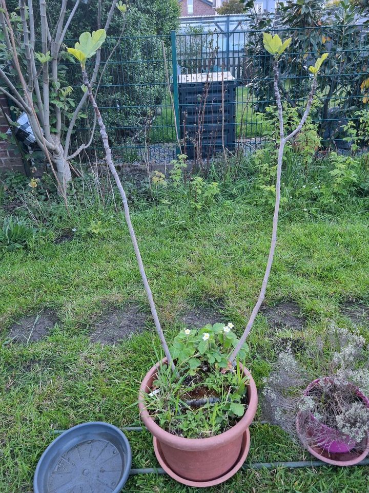 Noch 8 Feigen wegen Reduzierung der Sammlung ! Ficus carica ! in Albachten