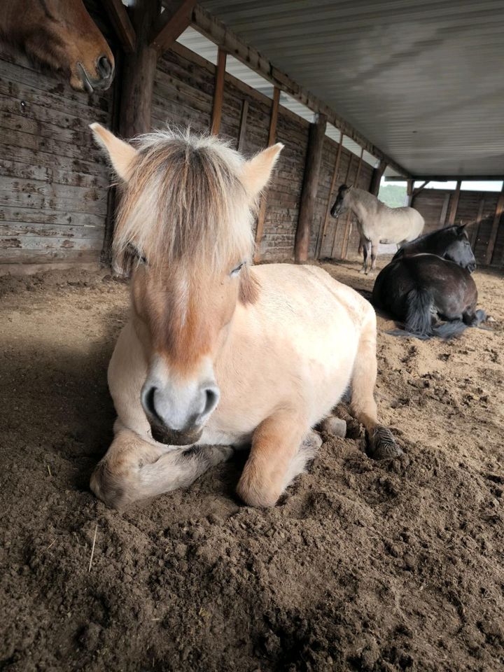 Pflege/Reitbeteiligung auf lieber Fjordstute in Ludwigsfelde