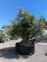 Olea europaea, Olivenbaum Nordrhein-Westfalen - Euskirchen Vorschau