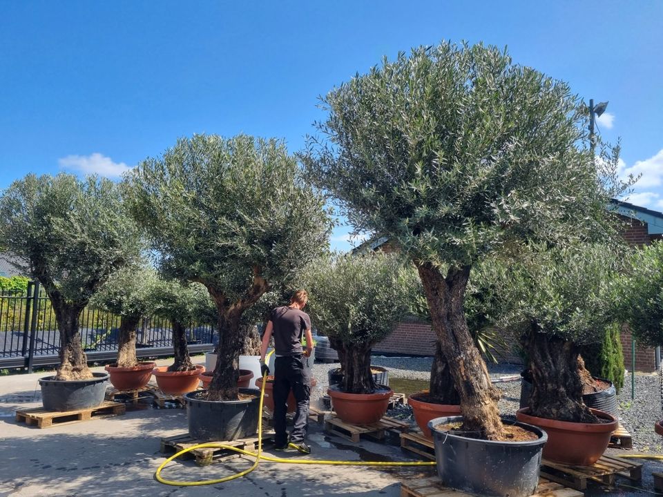 Olivenbaum XXL - über 300cm Hohe Olivenbäume. in Kranenburg