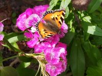 Blumensamen Stauden Samen Dreimasterblume Pflanze Kreis Pinneberg - Quickborn Vorschau