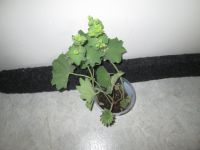 Frauenmantel kleine Pflanze 30 cm Obergiesing-Fasangarten - Obergiesing Vorschau