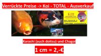 Total verrückte Koi Preise...1 cm = 2,00 €  Endspurt............ Sachsen-Anhalt - Stendal Vorschau