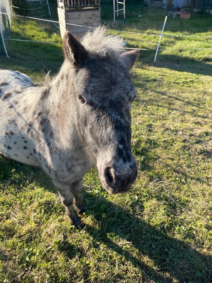 Island Pony und Mini Shetty zu verkaufen in Schimberg