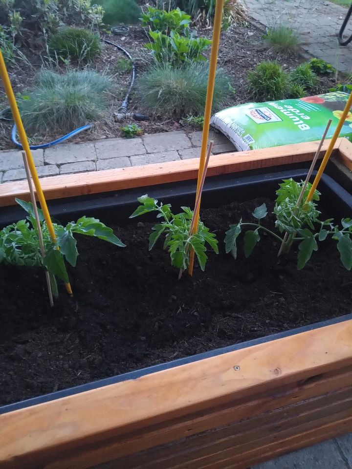 Tomatenpflanzen große Auswahl in Winsen (Aller)