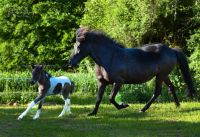 Reitbeteiligung an Isländer Rheinland-Pfalz - Neuwied Vorschau