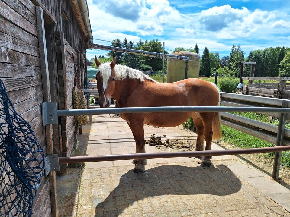 Freizeitpferd in Althengstett