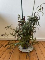 Dekorative Zimmerpflanze Pankow - Prenzlauer Berg Vorschau