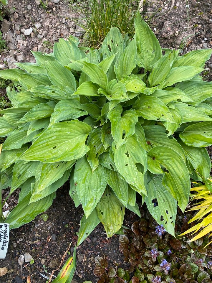 Hosta Sorte ??? in Bischofsheim