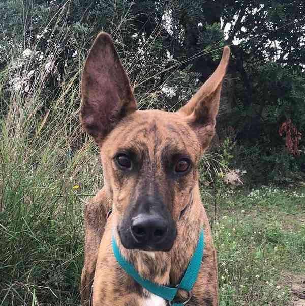 Schäferhund Podenco Mischling Dexter sucht Seelenverwandte! in Stadt