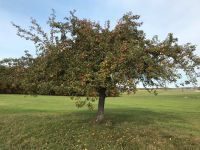 Suchen Streuobstwiese oder Schrebergarten mit Streuobstanteil Baden-Württemberg - Aalen Vorschau