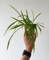 Ableger Chlorophytum comosum Lemon (Grünlilie/ Spider Plant) Niedersachsen - Lehre Vorschau