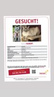 Kater vermisst. *500€ Finderlohn * Thüringen - Schmoelln Vorschau