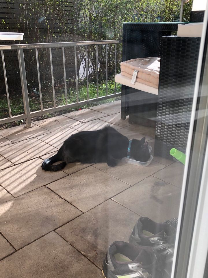 Schwarze große Katze seit ein paar Tagen auf unsere Terrasse. in München