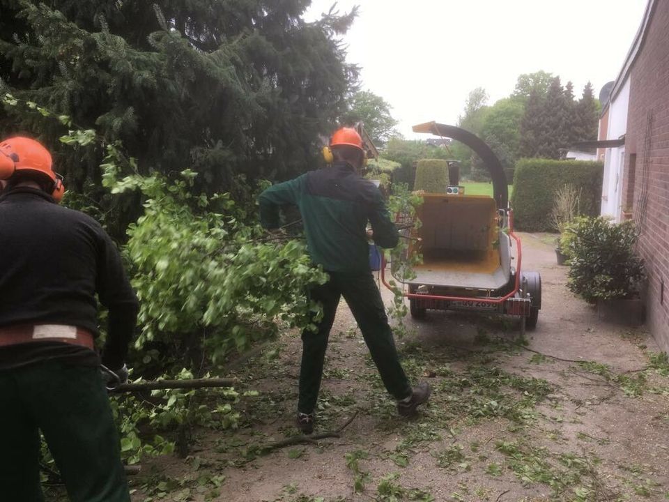 Bäume Fällungen, Baumfällung,  Wurzel fräsen, Hecke schneiden. in Essen