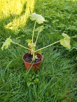 Zucchini-Pflanzen aus Bio-Saatgut Hessen - Antrifttal Vorschau
