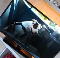 Philips TV 107cm mit kleinem Fehler Nordrhein-Westfalen - Detmold Vorschau