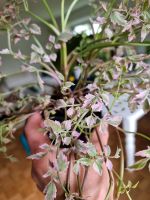 Wasserfenchel variegata Oenanthe variegated panaschiert München - Trudering-Riem Vorschau